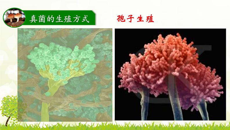 人教版八年级上册生物：5.4.3真菌课件08