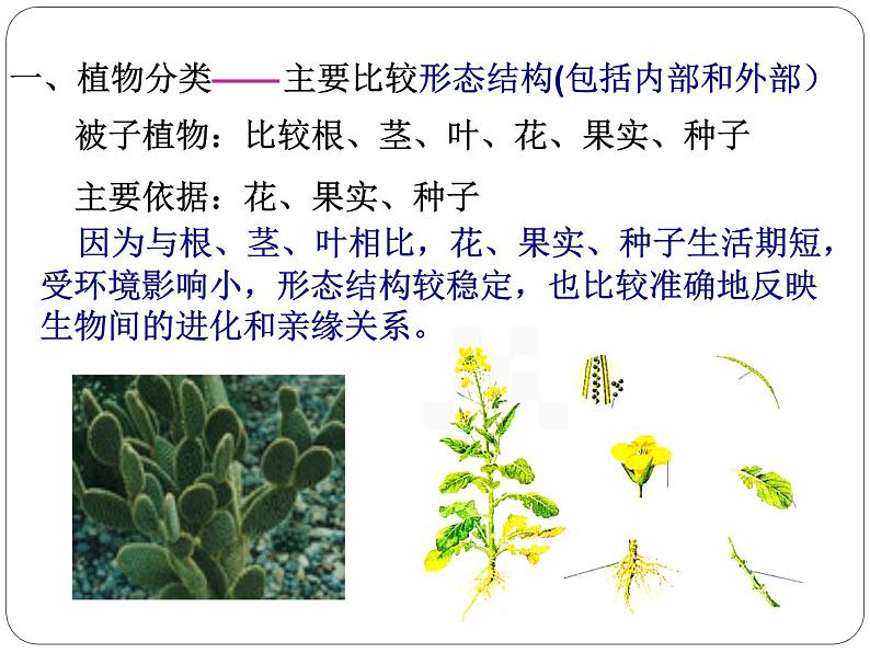 人教版八年级上册生物   6.1.1 尝试对生物进行分类课件04