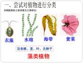 人教版八年级上册生物   6.1.1 尝试对生物进行分类课件
