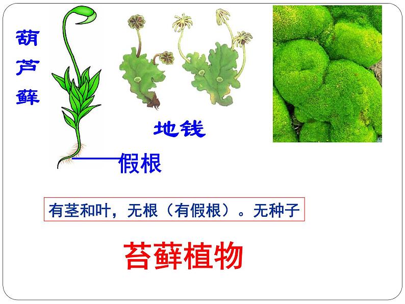 人教版八年级上册生物   6.1.1 尝试对生物进行分类课件06