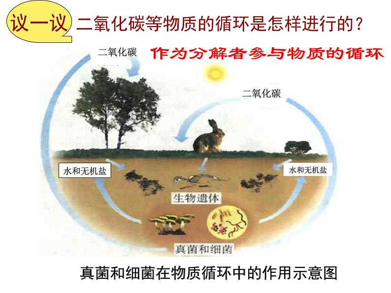 人教版八年级生物上册  5.4.4  细菌和真菌在自然界中的作用课件05