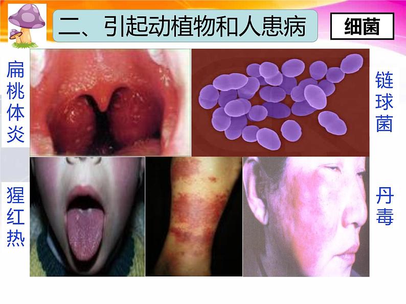 人教版八年级生物上册  5.4.4  细菌和真菌在自然界中的作用课件08