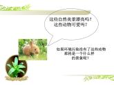 人教版生物八年级上册 5.3动物在生物圈中的作用 课件