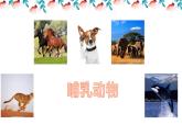 人教版八年级上册生物 5.1.7哺乳动物  （24张PPT）课件
