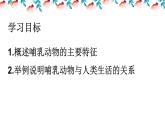 人教版八年级上册生物 5.1.7哺乳动物  （24张PPT）课件