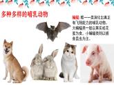 人教版八年级上册生物 5.1.7哺乳动物  （24张PPT）课件