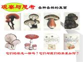 人教版生物八年级上册5.4.3真菌 课件