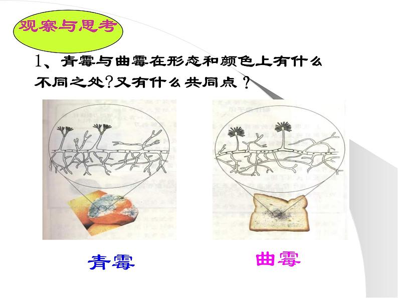 人教版生物八年级上册5.4.3真菌 课件第5页