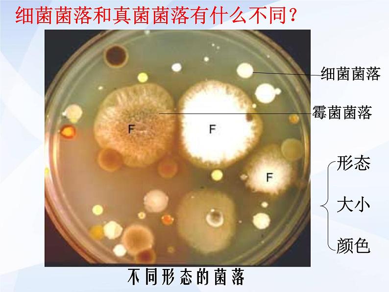 人教版生物八年级上册： 4.1细菌和真菌的分布 （共34张PPT）课件05