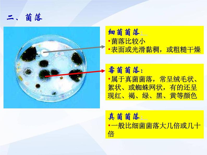 人教版生物八年级上册： 4.1细菌和真菌的分布 （共34张PPT）课件06