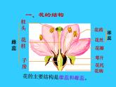 人教版生物七年级上册：3.2.3  开花和结果（共19张PPT）课件