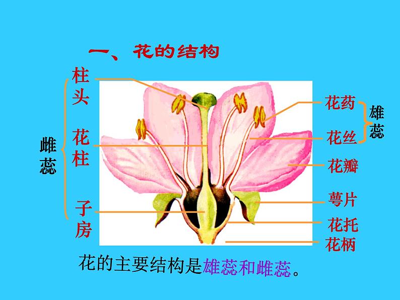 人教版生物七年级上册：3.2.3  开花和结果（共19张PPT）课件03