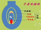 人教版生物七年级上册：3.2.3  开花和结果（共19张PPT）课件