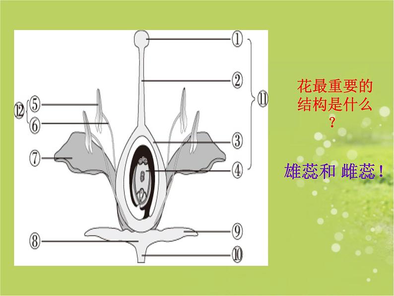 人教版生物七年级上册：3.2.3  开花和结果（共19张PPT）课件06