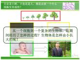 人教版七年级生物上册  2.2.1  细胞通过分裂产生新细胞课件