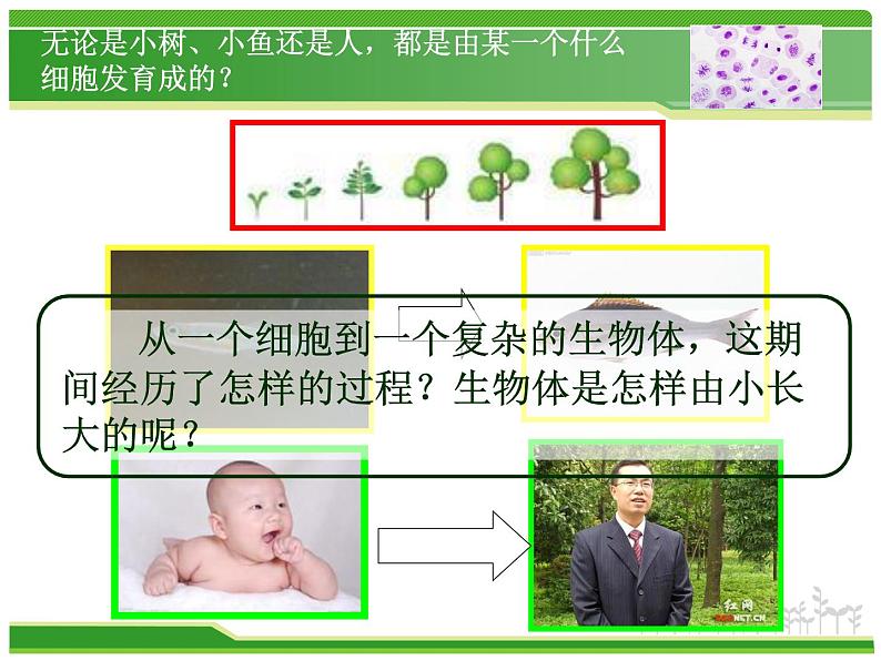 人教版七年级生物上册  2.2.1  细胞通过分裂产生新细胞课件第1页