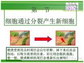 人教版七年级生物上册  2.2.1  细胞通过分裂产生新细胞课件