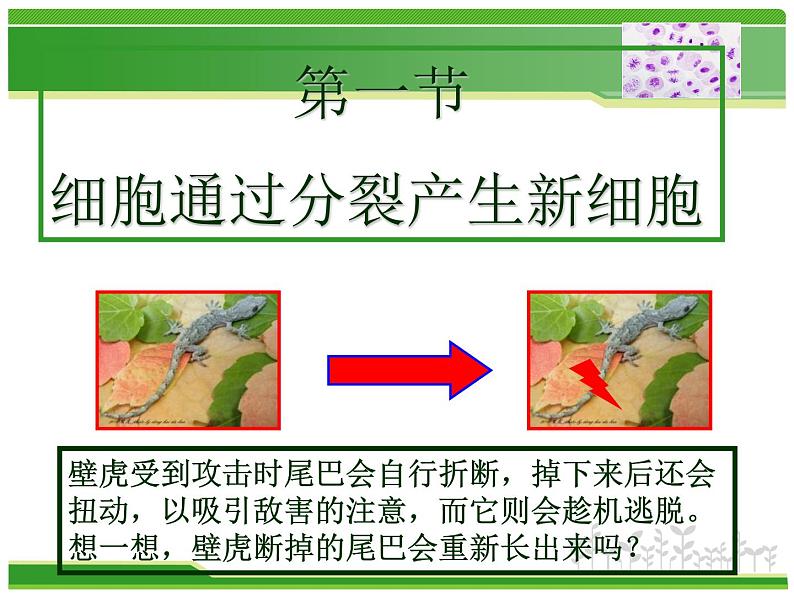 人教版七年级生物上册  2.2.1  细胞通过分裂产生新细胞课件第2页