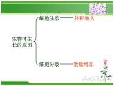 人教版七年级生物上册  2.2.1  细胞通过分裂产生新细胞课件