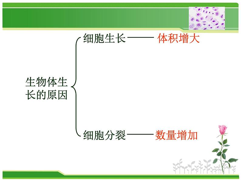 人教版七年级生物上册  2.2.1  细胞通过分裂产生新细胞课件第4页