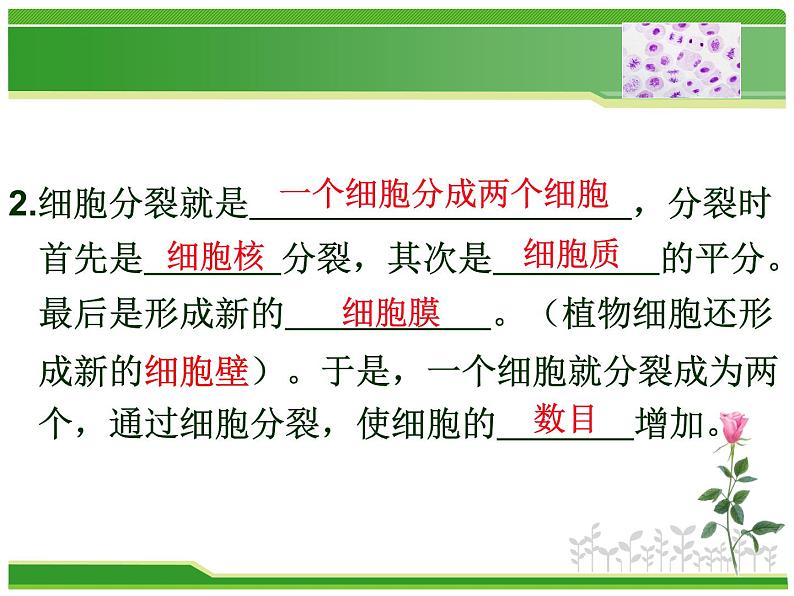 人教版七年级生物上册  2.2.1  细胞通过分裂产生新细胞课件第7页