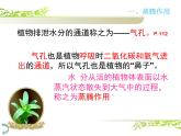 人教版生物七年级上册3.3绿色植物与生物圈的水循环 课件