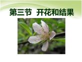 人教版生物七年级上册：3.2.3开花和结果（共23张PPT）课件