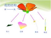 人教版生物七年级上册：3.2.3开花和结果（共23张PPT）课件