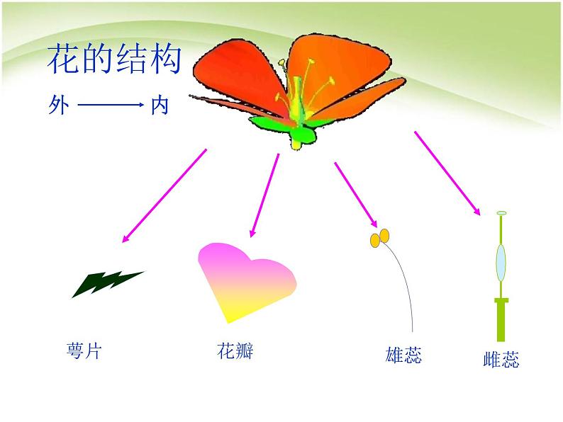 人教版生物七年级上册：3.2.3开花和结果（共23张PPT）课件第3页