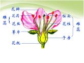 人教版生物七年级上册：3.2.3开花和结果（共23张PPT）课件