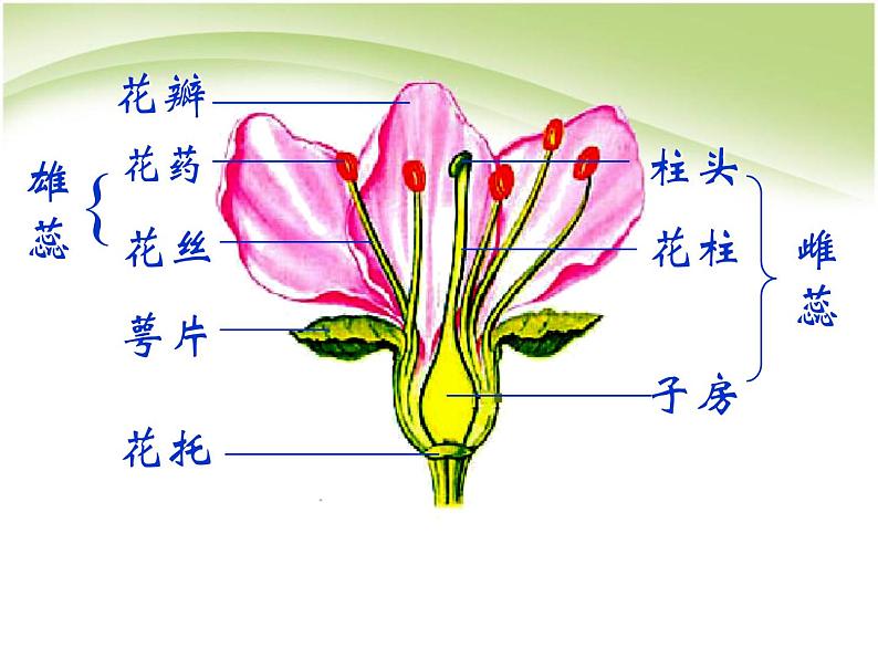 人教版生物七年级上册：3.2.3开花和结果（共23张PPT）课件04