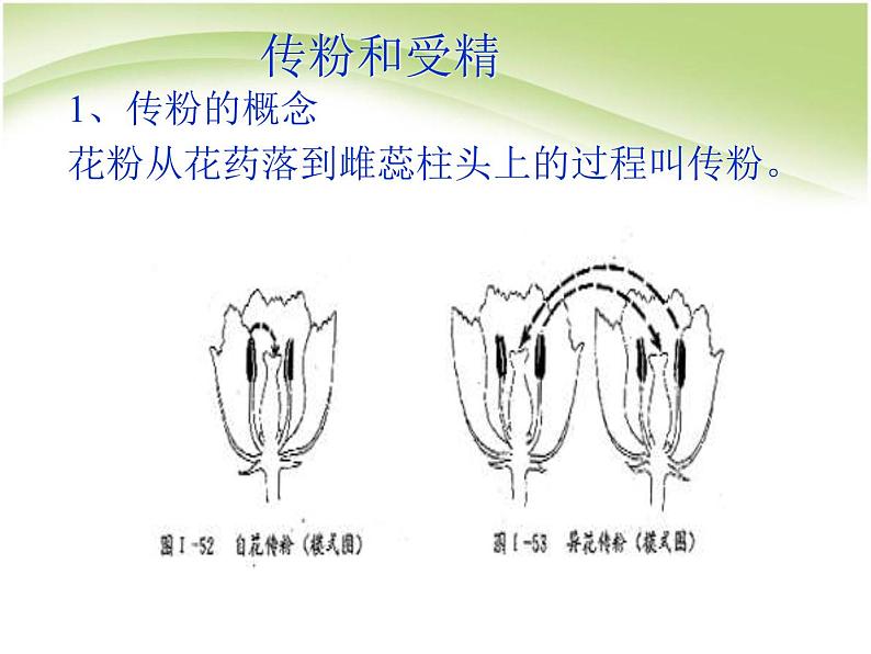 人教版生物七年级上册：3.2.3开花和结果（共23张PPT）课件第8页