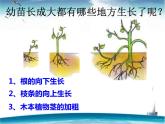 人教版生物七年级上册3.2.2植株的生长 课件