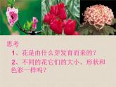 人教版生物七年级上册：3.2.3  开花和结果（共39张PPT）课件