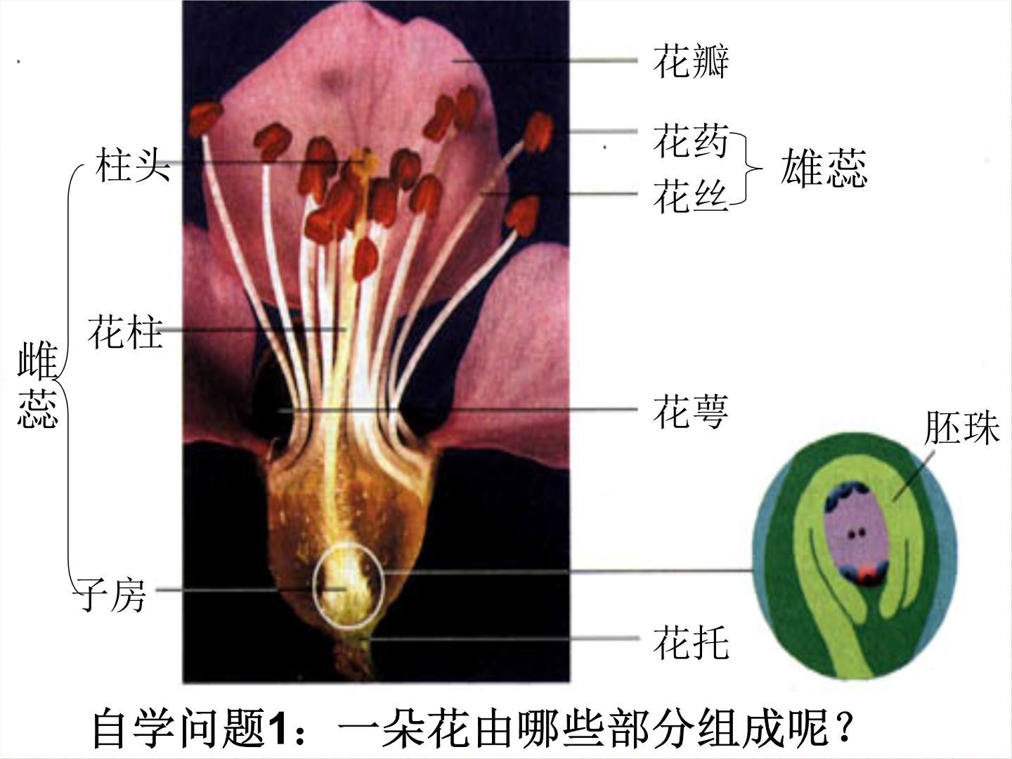 生物圈中的绿色植物第二章 被子植物的一生第三节 开花和结果教学演示