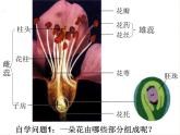 人教版生物七年级上册：3.2.3  开花和结果（共39张PPT）课件