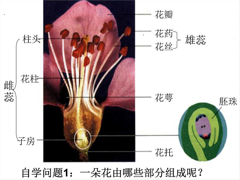 人教版生物七年级上册：3.2.3  开花和结果（共39张PPT）课件05