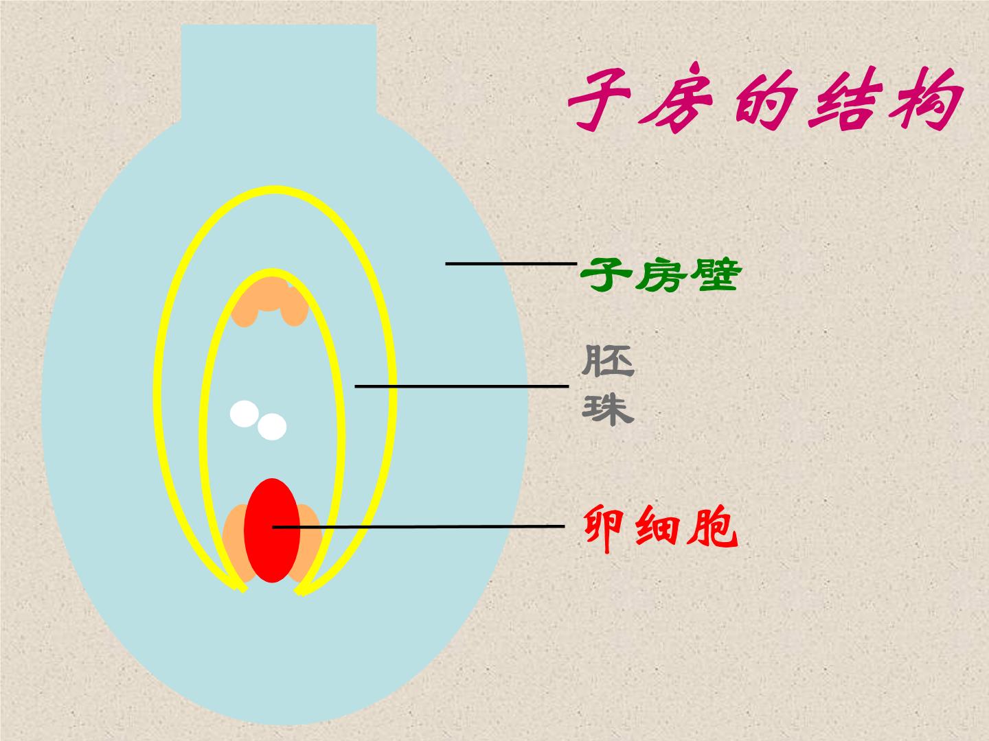 生物圈中的绿色植物第二章 被子植物的一生第三节 开花和结果教学演示