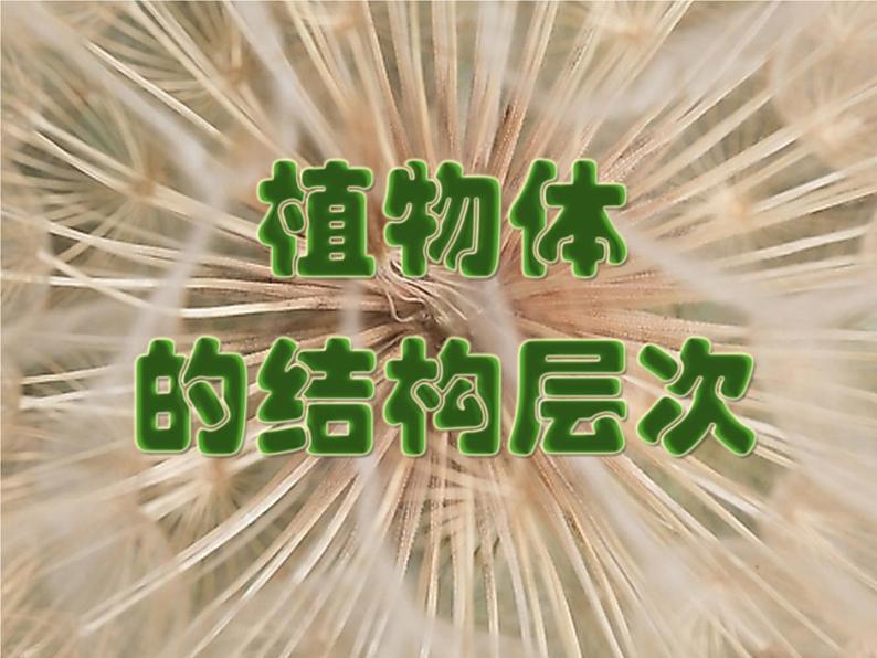 人教版生物七年级上册  2.2.3《植物体的结构层次》(共21张PPT)课件第1页