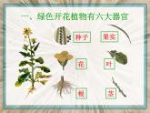 人教版生物七年级上册  2.2.3《植物体的结构层次》(共21张PPT)课件