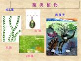 人教版七年级上册生物：3.1.1藻类、苔藓和蕨类植物课件