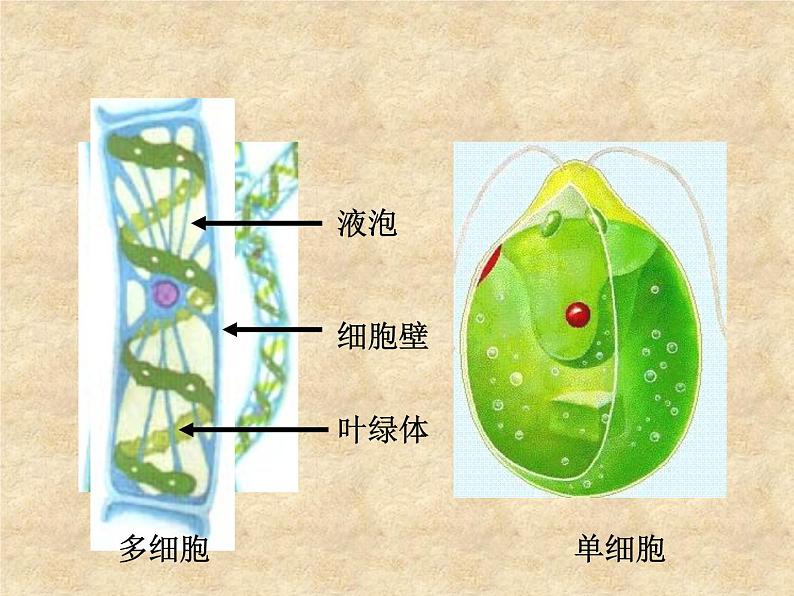 人教版七年级上册生物：3.1.1藻类、苔藓和蕨类植物课件06