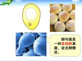 人教版生物七年级上册：第二单元第二章第四节单细胞生物（共34张PPT）课件