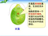 人教版生物七年级上册：第二单元第二章第四节单细胞生物（共34张PPT）课件