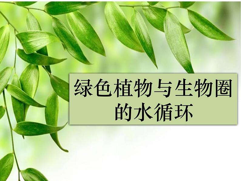 人教版生物七年级上册3.3绿色植物与生物圈的水循环 课件第2页