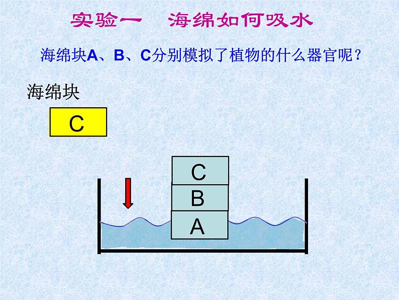 人教版生物七年级上册3.3绿色植物与生物圈的水循环 课件第3页