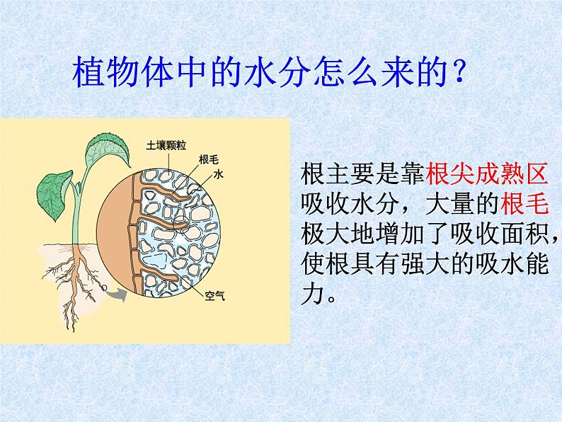 人教版生物七年级上册3.3绿色植物与生物圈的水循环 课件第4页