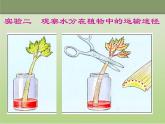 人教版生物七年级上册3.3绿色植物与生物圈的水循环 课件