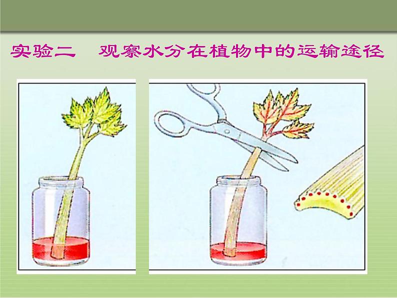 人教版生物七年级上册3.3绿色植物与生物圈的水循环 课件第5页