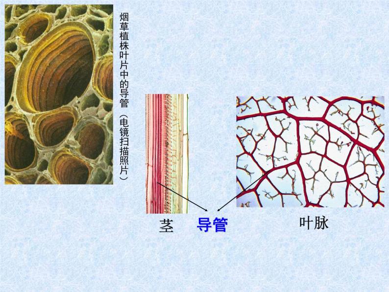 人教版生物七年级上册3.3绿色植物与生物圈的水循环 课件06